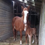 Big Lisa and her 2015 foal