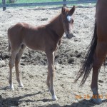 More of Sugar's Colt 2015