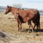 Sugar's Colt 2015