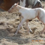 Chance's Palamino Colt