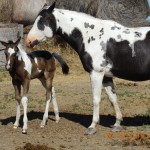 Fancy's Filly Sold!